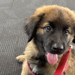Dilute Retrievers, French Bulldogs, Labrador Retrievers, and Leonbergers from QVR Labradors, Leonbergers and Frenchies