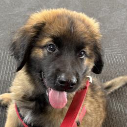 Dilute Retrievers, French Bulldogs, Labrador Retrievers, and Leonbergers from QVR Labradors, Leonbergers and Frenchies