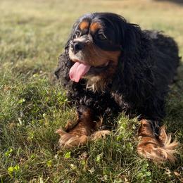 Leia - Cavalier King Charles Spaniel