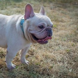 French Bulldogs from Pio Pio Frenchies