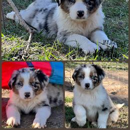 (1) Pilgram - Blue merle male Australian Shepherd puppy in Huntington, Texas from JKKJ Farms