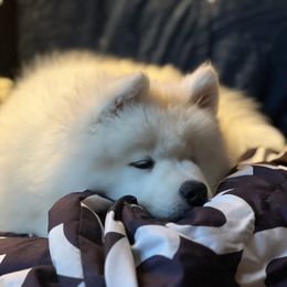 Samoyed Puppies from Rowan Hill Samoyeds