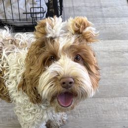 Molly - Cockapoo
