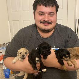 Schnoodle Puppies from Noodle Tings Puppies