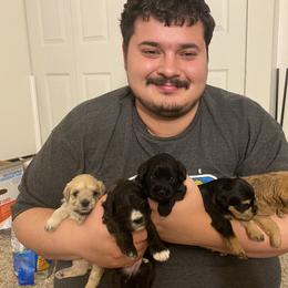 Schnoodle Puppies from Noodle Tings Puppies