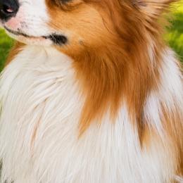 Bentley - Pembroke Welsh Corgi
