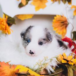 Border Collie and Maremma Sheepdog Puppies from 2J 2K Border Collies & Maremma Sheepdogs