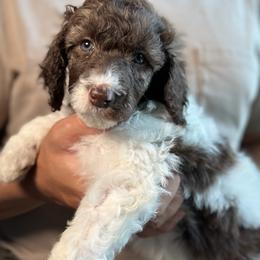 Lil - Parti female Poodle puppy in Spring Hills, Florida from The Olympus Standard Poodle