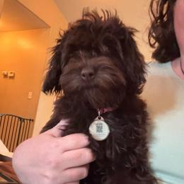 Molly - Cavapoo