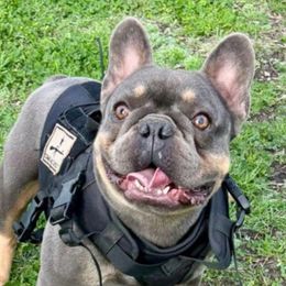 Rip - French Bulldog
