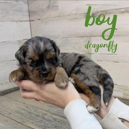 Dragonfly - Blue merle male Bernedoodle puppy in Cambridge, Minnesota from Country Meadow Doodles