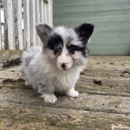 Mazy (yellow) fluffy - Blue merle and white female American Corgi puppy in East Oakdale, California from Rhettro Kennels