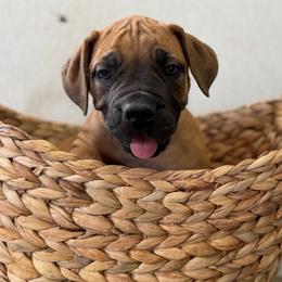 Black collar - Red male Boerboel puppy in Livingston, Texas from Peterbuilt Boerboel
