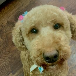 Bernedoodles, Goldendoodles, and Sheepadoodles from Paw City Doodles