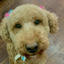Bernedoodles, Goldendoodles, and Sheepadoodles from Paw City Doodles