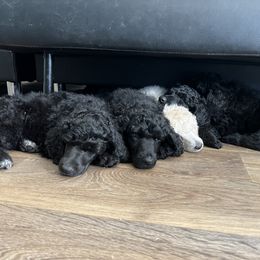 Poodle Puppies from Tyler Family Poodles