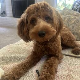 Huck - Goldendoodle