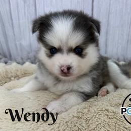 Wendy - Blue female Pomsky puppy in Eastman, Georgia from Once Upon A Pomsky