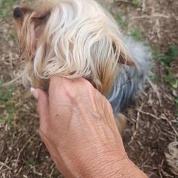 Krishna Gonvinda 2nd - Blue and gold male Yorkshire Terrier puppy in Ocala, Florida from Jaydas pawsome paws