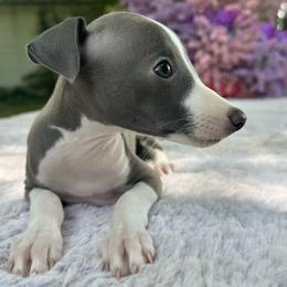 Zimi - White and blue female Italian Greyhound puppy in Lakeland, Florida from Elite Doxies Florida