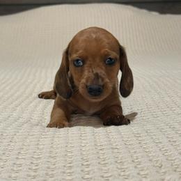 Red dapple boy - Dapple male Dachshund puppy in Defuniak Springs, Florida from Anastasia Knight's Cocker Spaniels