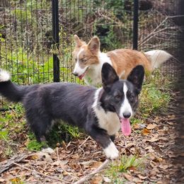 Girl 1 - Black and white female Cardigan Welsh Corgi puppy in Natchitoches. La, Louisiana from Bleu Bayou Corgis