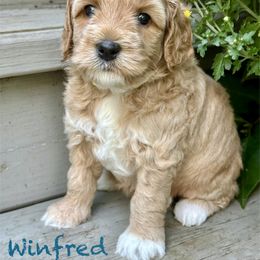 Winfred, Teal Collar - Apricot female Australian Labradoodle puppy in Mount Gilead, North Carolina from Tillery Labradoodles