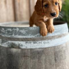 Orange Collar - Red male English Cocker Spaniel puppy in Ohatchee, Alabama from Otter Creek Kennels