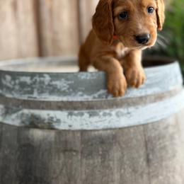 Orange Collar - Red male English Cocker Spaniel puppy in Ohatchee, Alabama from Otter Creek Kennels