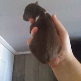 Australian Shepherd Puppies from L and D Australian Shepherds