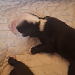 Boy 2 - male Tibetan Terrier puppy in Medford, New Jersey from Arkeden Tibetan Terriers