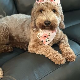 Crumbl - Goldendoodle