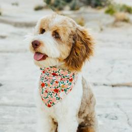 Cozy - Aussiedoodle