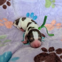 Green Boy - Chocolate and cream male Dachshund puppy in Cypress, California from Ferrario Dachshunds