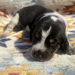 Keira - Blue ticked and tan female Bluetick Coonhound puppy in Mount Pleasant, Texas from Harmons Hounds