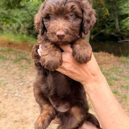 Churro - Red male Aussiedoodle puppy in Mulino, Oregon from Korbella Farm