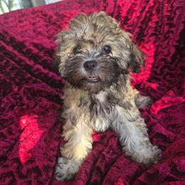 Shiloh - female Companion Cross puppy in Richmond, Texas from Marcia Hamlet