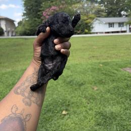 Sakura - Black female Poodle puppy in Chattanooga, Tennessee from SoftPaw Kennels