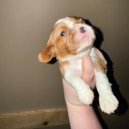 Boy 1 - Blenheim male Cavalier King Charles Spaniel puppy in Louisville, Kentucky from Royal Quin Cavaliers