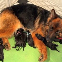 Boy 4 - Black and red male German Shepherd puppy in Valley Springs, South Dakota from Von Pasch German Shepherds