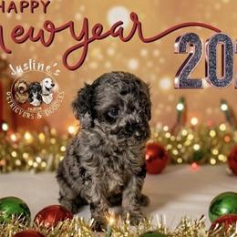 Linus - Merle male Goldendoodle puppy in Sterling, Connecticut from Justine’s Retrievers and Doodles