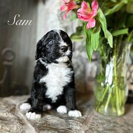 Bernedoodle Puppies from Hudson Shore Bernedoodles