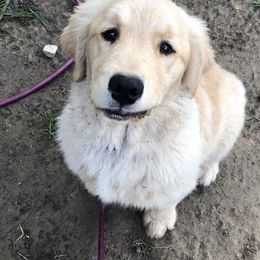 Golden Retriever Puppies from OPK Goldens