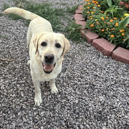 Keira - Labrador Retriever