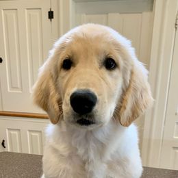 Theia - Light golden Golden Retriever puppy in Michigan from Cider Ash Goldens
