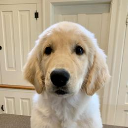 Theia - Light golden Golden Retriever puppy in Michigan from Cider Ash Goldens