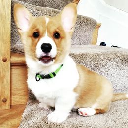 Pembroke Welsh Corgis from Pembroke Tails