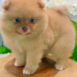 Justin - Chocolate merle male Pomeranian puppy in Gilroy, California from Belt Fed Kennels