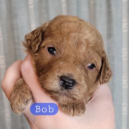 Bob (Blue Collar) - Red  male Goldendoodle puppy in Scurry, Texas from 07 Seven Oaks Goldens and Doodles