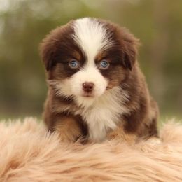 Miniature Australian Shepherds and Toy Australian Shepherds from Sanative Homestead